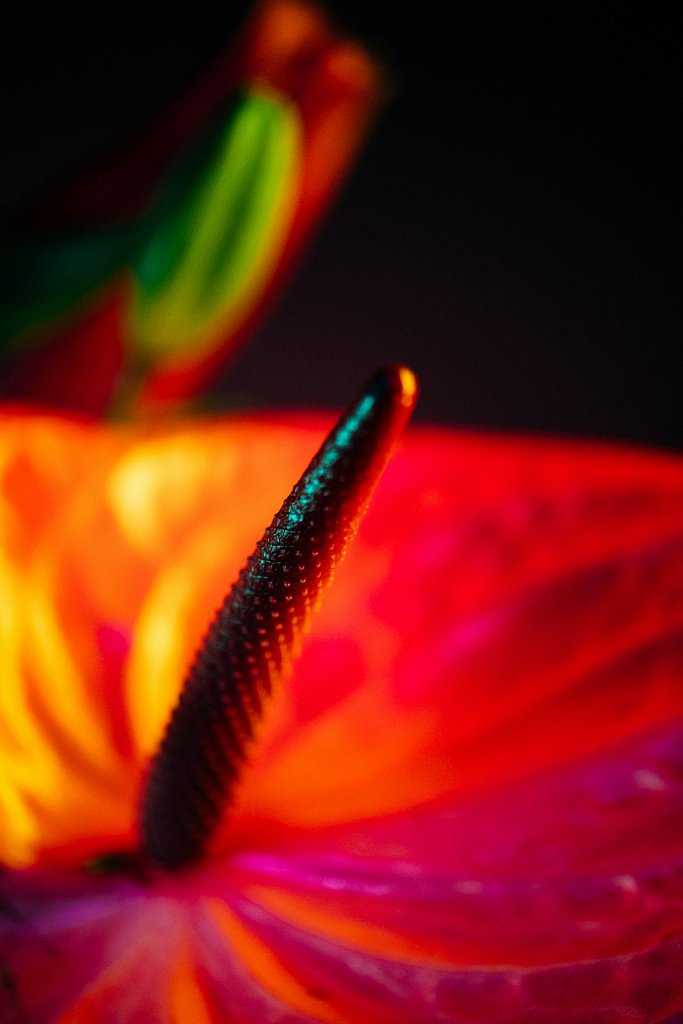 Acidflowers-Frederike-Wetzels-6603.jpg