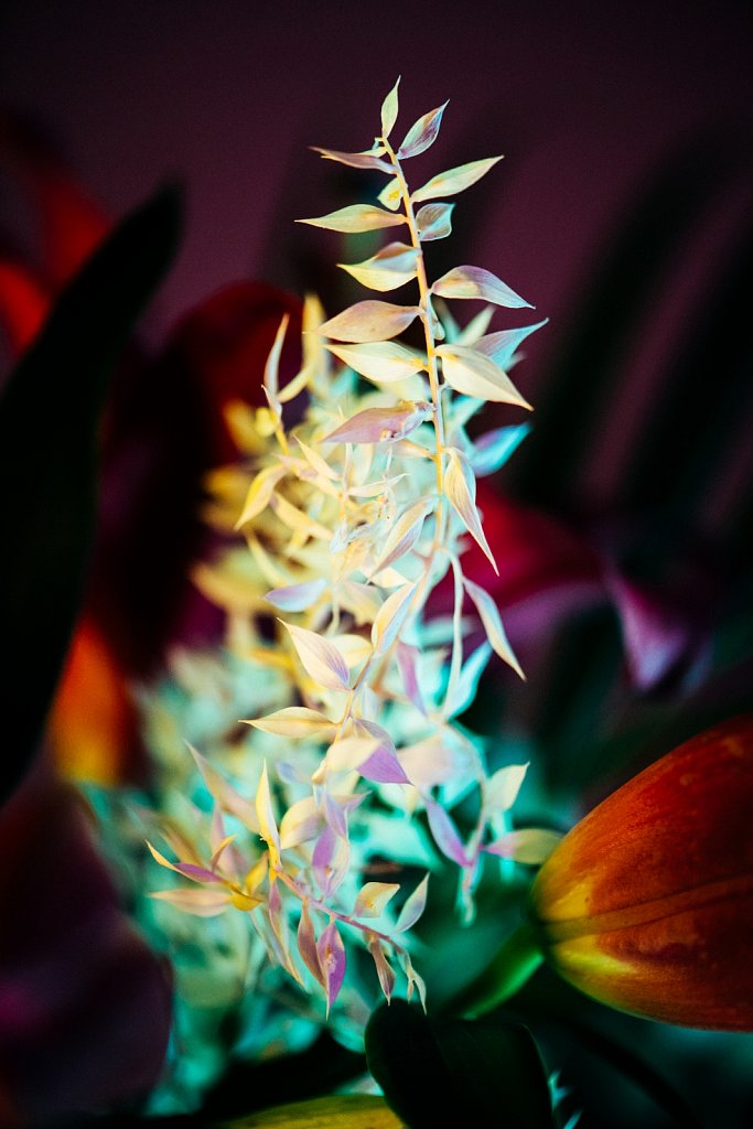 Acidflowers-Frederike-Wetzels-6609.jpg