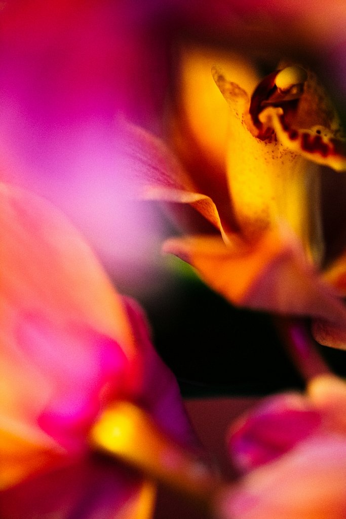 Acidflowers-Frederike-Wetzels-6711.jpg