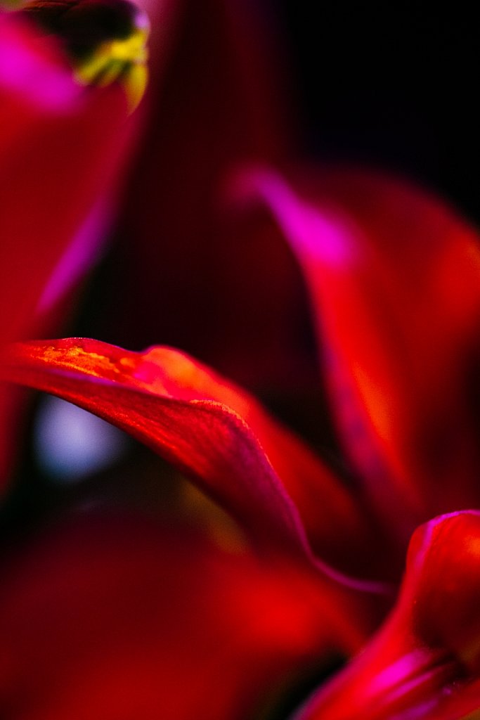 Acidflowers-Frederike-Wetzels-6721.jpg